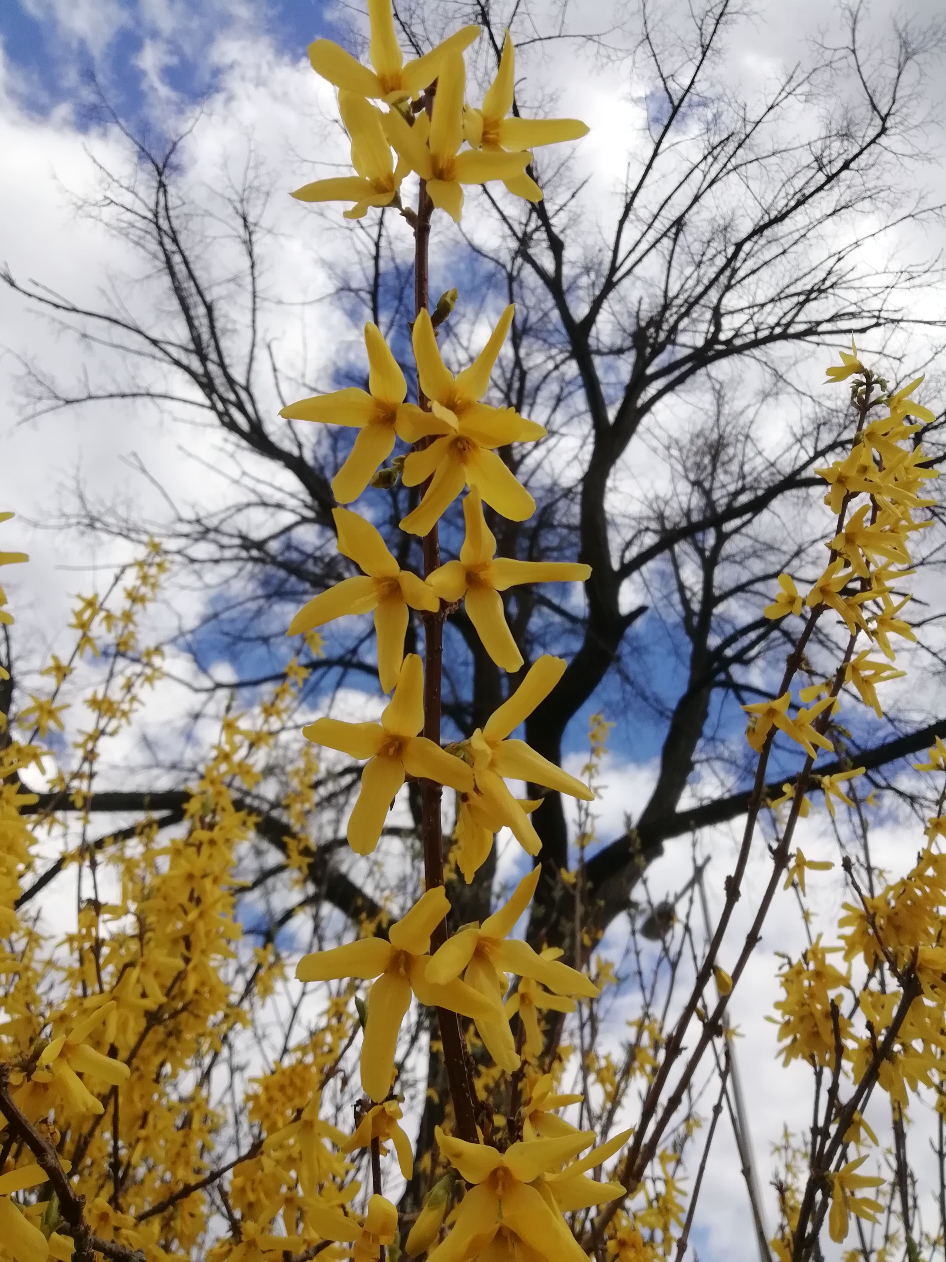 Forsycja